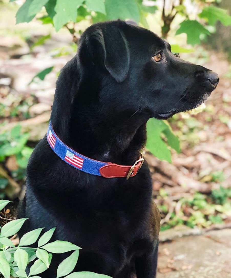 Jackalope Needlepoint Dog Collar